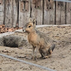 Zoo Budapeste 