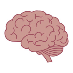 Brain