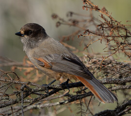 Siberian jay