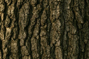 Obraz premium Close-up of textured tree bark highlighting natural patterns