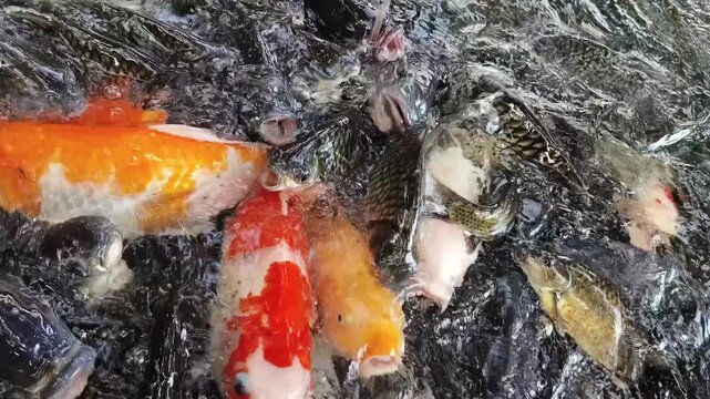 A group of colorful koi fish and other fish are swimming and feeding in a pond
