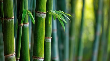Obraz premium Beautiful green bamboo forest background with close-up of bamboo stalks. World Bamboo Day concept. 