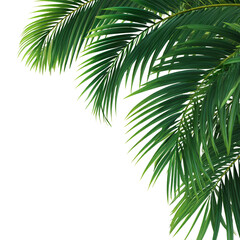 Fototapeta premium A bunch of green palm fresh leaves isolated on transparent background