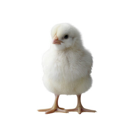 Fototapeta premium A fluffy white chick standing upright, showcasing its soft feathers and cute demeanor against a white isolated background.