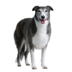 A friendly and happy dog standing proudly with a joyful expression, showcasing its shiny coat and bright eyes against a white isolated background.