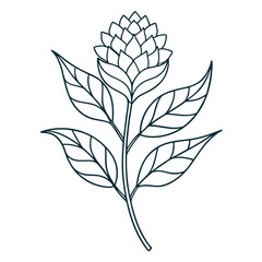 milkweed pink common  line art vector  illustration on white background