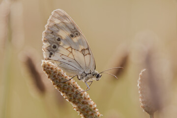 Papillon en macro sur fond clair – Butterfly close-up on soft background