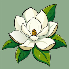 magnolia white flower  vector  illustration on white background