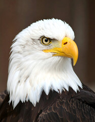 Obraz premium Majestic Bald Eagle Portrait.