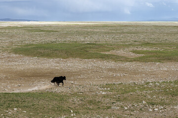 Aerial view of a wild yak gallops across the vast, open landscape, its dark silhouette stark against the pale earth and distant horizon, Kekexili national park, China.
