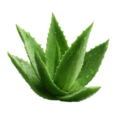 A vibrant aloe vera plant with fresh droplets of water on its green leaves, set against a white isolated background, showcasing its natural beauty and health benefits.