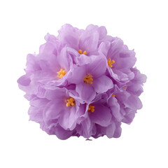 Obraz premium A vibrant bouquet of purple flowers showcasing delicate petals and yellow stamens, perfect for enhancing any design or floral arrangement.