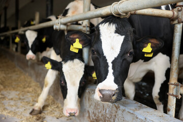Cute cows near fence inside cowshed in dairy farm