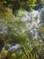 Bamboo trees in the forest. A view looking up through a canopy of bamboo.