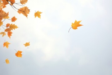 Autumn leaves backgrounds plant maple.