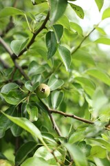 Pear tree branch with fruits in garden, closeup