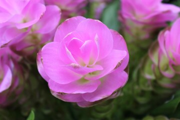 Pink Siam Tulip in Full Bloom Close-Up with Soft Background Blur - Curcuma Alismatifolia Tropical Flower