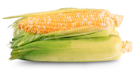 corn cobs isolated on white background