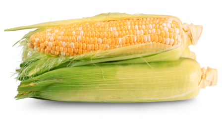 corn cobs isolated on white background