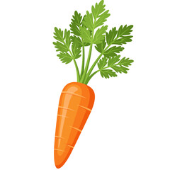 Orange Carrot with Green Leaves against White Background