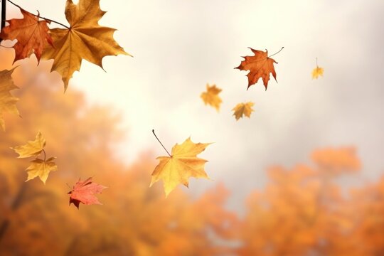 Fototapeta Autumn leaves backgrounds plant maple.