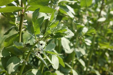 Fototapeta premium Bean plants with green leaves and flowers growing in field, closeup. Space for text