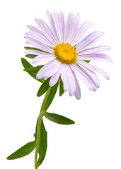 purple daisy flower isolated on white background