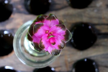 Top View of Pink Siam Tulip in Glass on Wooden Table – Curcuma Alismatifolia Flower Display Art