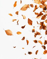 Assortment of autumnal dry leaves scattering and falling onto a plain white backdrop, creating a sense of seasonal change and nature's cycle