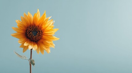 An orange sunflower centered on the left with a brown stem and hints of graygreen leaves set against a plain pale bluegreen background