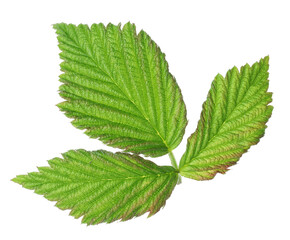 Sprig with green raspberry leaves isolated on white
