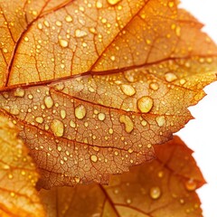 Autumn leaf close-up featuring intricate veins and water droplets, isolated against a clean white background