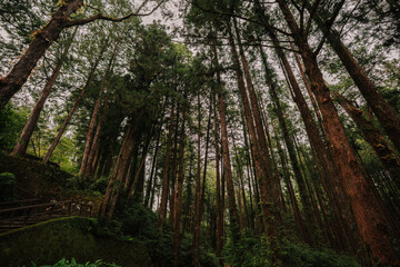Low-angle shot of a dense forest with towering pine trees. A path leads into the dark woods,...