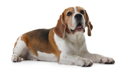 Cute Beagle dog on white background. Adorable pet