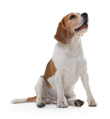 Cute Beagle dog on white background. Adorable pet