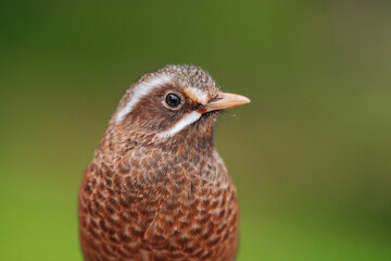 Close-up portrait of a brown wren with a white stripe on its head, set against a blurred green background.