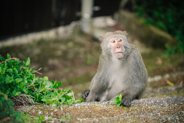 A gray macaque sits on a stone path, looking directly at the camera. Lush greenery is visible in the background.