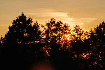 Silhouette of trees against a golden sunset. Warm, peaceful, and dramatic sky.