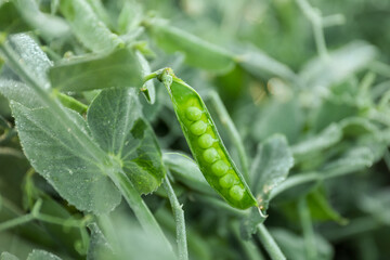 Ripe green pea pod growing outdoors, closeup