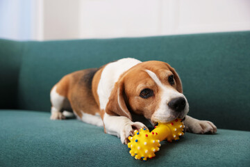 Cute Beagle dog playing with pet toy on sofa indoors
