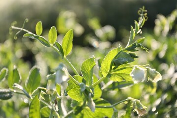 Green pea plant with blossoms growing outdoors, closeup