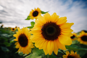 Close-up of a vibrant sunflower in a field, with a bee collecting pollen.  Blue sky and clouds in...