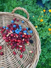 fresh forest fruits, picked blueberries, strawberries, raspberries, fruit basket, harvest on the...