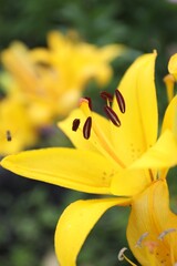Beautiful bright yellow lily growing outdoors, closeup