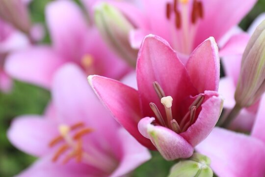 Beautiful bright pink lilies growing outdoors, closeup. Space for text
