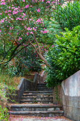 A beautiful staircase and a flowering tree decorate the path