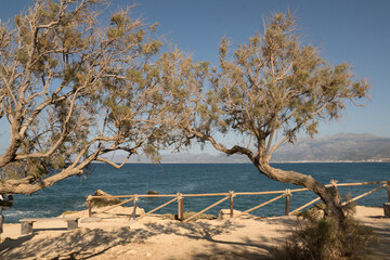 Trees on the coast of Crete. Bent by strong winds and despite adverse conditions, the trees hold...