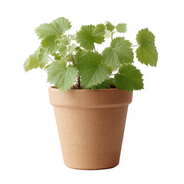Fototapeta Lush green plant in a terracotta pot, showcasing vibrant leaves and healthy growth, perfect for home decor or gardening themes.