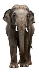 Naklejka premium Majestic Elephant Portrait: Gentle Giant's Gaze