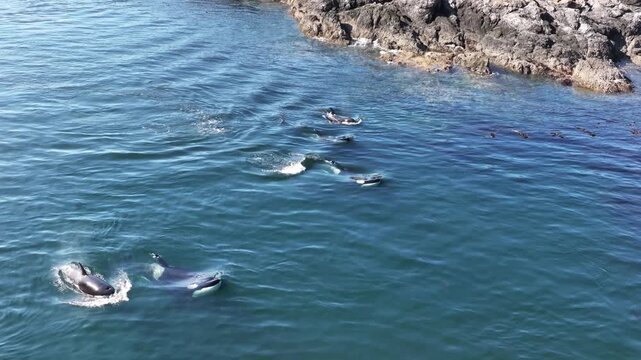 Aerial view of orcas swimming in the deep blue ocean, the mammals contrast with the rocky shoreline, Friday Harbor, Washington, United States.